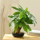 Dlight Decor 43cm Potted Monstera Money Tree for Home and Garden Decor 43cm