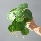 Dlight Decor 25cm Monstera Leaf Vine for Desktop and Holiday Decor D