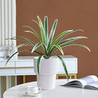 Dlight Decor Bracketplant Palm for Home and Garden Display