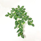 Dlight Decor Scindapsus Vine for Wall Hanging and Garden Styling