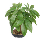 Dlight Decor 43cm Potted Monstera Money Tree for Home and Garden Decor 43cm