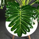 Dlight Decor White Monstera Palm for Bold Floor Styling
