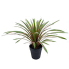 Dlight Decor Chlorophytum Grass Plant for Desktop and Indoor Styling