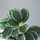 Dlight Decor 25cm Monstera Leaf Vine for Desktop and Holiday Decor