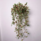 Dlight Decor 75cm Hanging Eucalyptus Vine with Scindapsus Leaves