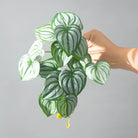 Dlight Decor 25cm Monstera Leaf Vine for Desktop and Holiday Decor