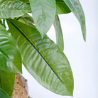 Dlight Decor 43cm Potted Monstera Money Tree for Home and Garden Decor 43cm