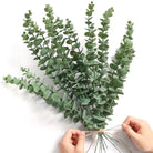 Dlight Decor 42cm Eucalyptus Branches with Money Leaves Set
