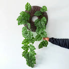 Dlight Decor 180cm Hanging Monstera Vine with Turtle Leaves