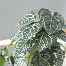 Dlight Decor 25cm Monstera Leaf Vine for Desktop and Holiday Decor