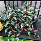 Dlight Decor Scindapsus Vine for Wall Hanging and Garden Styling