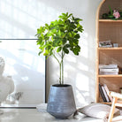 Dlight Decor 73cm Tropical Ficus Palm Tree Branch with Monstera Leaves