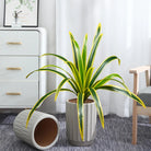 Dlight Decor Bracketplant Palm for Home and Garden Display