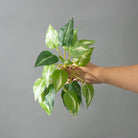 Dlight Decor 25cm Monstera Leaf Vine for Desktop and Holiday Decor C