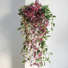 Dlight Decor 75cm Hanging Eucalyptus Vine with Scindapsus Leaves