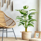 Dlight Decor Monstera Turtle Leaf Plant for Indoor and Garden Display