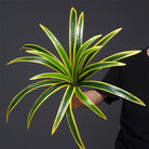 Dlight Decor Bracketplant Palm for Home and Garden Display