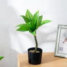 Dlight Decor Agave Succulent Plant for Home and Balcony Display