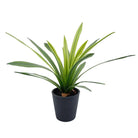 Dlight Decor Chlorophytum Grass Plant for Desktop and Indoor Styling
