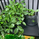 Dlight Decor Scindapsus Vine for Wall Hanging and Garden Styling