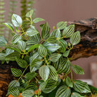 Dlight Decor Scindapsus Vine for Wall Hanging and Garden Styling