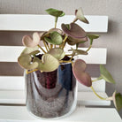 Dlight Decor 15cm Lucky Grass Foliage Bouquet for Home and Bonsai Decor