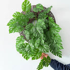 Dlight Decor 180cm Hanging Monstera Vine with Turtle Leaves